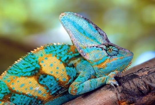 Male Veiled Chameleon Wall Mural By Jim Zuckerman - Murals Your Way