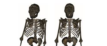 3.how tall was turkana boy going to be as an adult? Human Ancestor Less Of A Lean Marathon Runner Natural History Museum