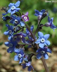 Image result for Rhipidoglossum eggelingii