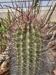 Image result for Tapinanthus erectotruncatus