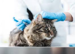 Cat Vaccinations: What Vaccines Do Cats Need? | PetMD