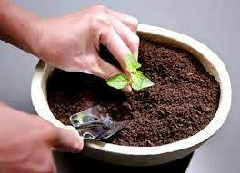 pin on green thumb