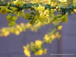 Anybody know any good nurseries with variety of material and staff that can help with some questions? Parkinsonia Praecox Palo Brea Sonoran Palo Verde Mountain States Wholesale Nursery