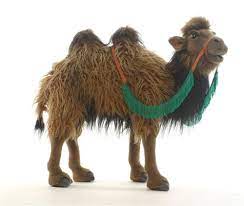 When camels do refill, however, they soak up water like a sponge. Pin On Baby Shower