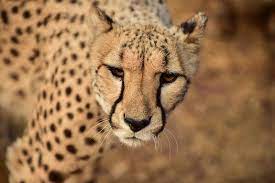 De Wildt Cheetah And Wildlife Centre Hartbeespoort North West South Africa Africa Hartbeespoort South Africa