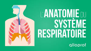 <bonjour comment faire pour améliorer sa capacité respiratoire, même si je fais un peu des sprints sur le vélo statique, j'aimerais des exercices pour augmenter ma capacité respiratoire peut être aussi de. Le Systeme Respiratoire Et Son Anatomie Alloprof