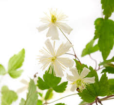 We did not find results for: Waldrebe Paul Farges Clematis Fargesioides Paul Farges Gunstig Online Kaufen