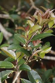 Image result for Ilex mitis