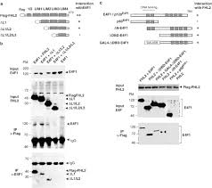 Kk lim, associate lecturer of sim university, singapore | contact kk lim. The Lim Only Protein Fhl2 Is A Negative Regulator Of E4f1 Oncogene