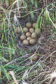 Introduction To Pheasant Eggs Pheasant Egg Supplier First Choice
