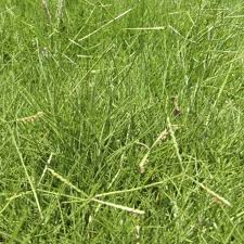 Image result for Paspalum