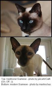 Are certain cat breeds really hypoallergenic? Modern Vs Traditional Siamese Cats Poc