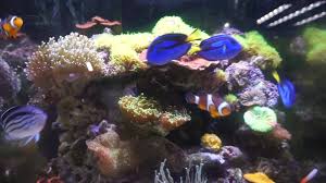 Well you're in luck, because here they come. The Pet Shop Aquatics Home Facebook