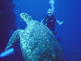 Profile for Cindy Barrow LCSW