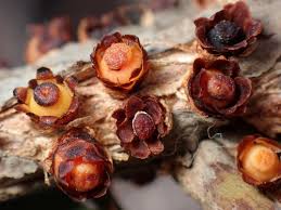 Image result for Pilostyles aethiopica