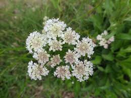 Image result for Oenanthe