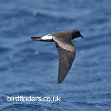 Oceanodroma Jabejabe Cape Verde Storm Petrel Sea Birds Pet Birds Storm