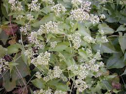 Image result for Mikania