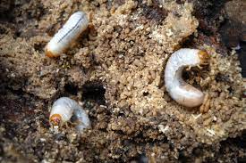 Maybe you would like to learn more about one of these? Grub Treatment What Are Grubs Green Care Turf Management