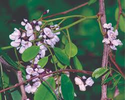 Image result for Dalbergia