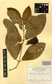 Image result for Sherbournia bignoniiflora