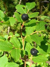 Image result for Vaccinium stanleyi