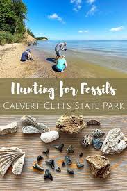The roads are excellent and ample parking is available. Calvert Cliffs State Park Fossil Hunting The Beckham Project Fossil Hunting State Parks Outdoor Travel Adventure