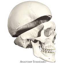 Cranial Base Calvaria Skull Anatomy Art Anatomy Bones