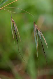 Image result for Themeda triandra