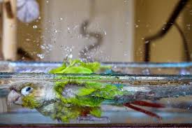 Conure Bird Bath For Cage 3 Ways To Bathe A Green Cheek Conure Green Cheek Conure Conure Parrots Pet Birds Conure