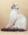 LaPerm Cat Breed Information, Pictures, Characteristics ...