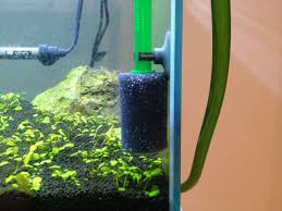 ミナミヌマエビがさりげなく抱卵してたりするのでストレーナーカバーを取り付ける : 水槽にやったことを忘れないように書いておくブログ