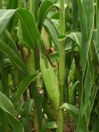 Image result for Zea mays