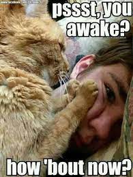 15 Cats Who Are Waking You Up For An Important Task Memes Funny Animal Pictures Funny Animals Cute Animals