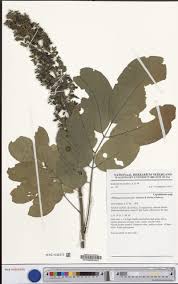 Image result for Psychotria ealaensis