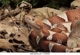 Broad Banded Copperhead Snake Stock Photos Broad Banded Copperhead Snake Stock Images Snake Stock Photos Photo