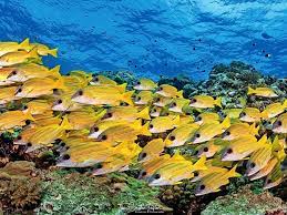 In parallel, coral is actively expanding the scientific understanding of how corals adapt to climate change and applying this. Forscher Losen Ratsel Um Reichtum Der Korallenriffe