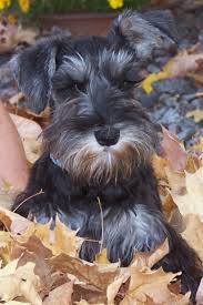 Sakalli Kopek Schnauzer Schnauzer Puppy Minature Schnauzer Miniature Schnauzer