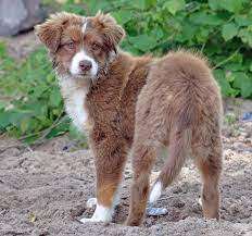 This is a thinking dog, bred to use his brain and make decisions. Australian Shepherd Rassebeschreibung Wesen Haltung Und Pflege