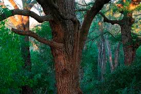 Image result for Acacia rovumae