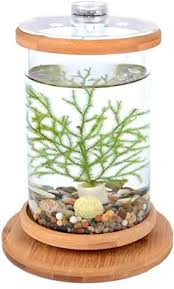 Amazon Com Betta Fish Tank In 2020 Aquarium Decorations Betta Fish Tank Small Fish Tanks