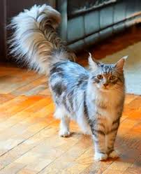 ما هذا الديل الجميل صور قطط حلوة زوروا مدونة عشاق القطط cats animals