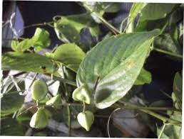 Image result for Gouania