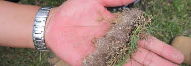 Check spelling or type a new query. Everything You Need To Know About Lawn Dethatching Amco Ranger Termite Pest Solutions Amco Ranger