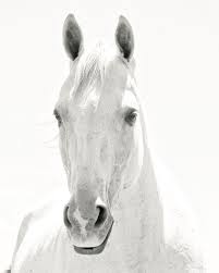 Black And White Photos Of Animals In Shadows White Horse Photograph In Black And White White Background Animal Art Vertical Wall Art Physical Print Horses White Horse