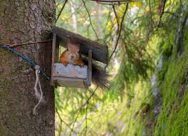 To discourage squirrels from climbing the pole holding the bird feeder, coat it with axle grease. 5 Best Squirrel Proof Bird Feeders In 2021 That Actually Work World Birds