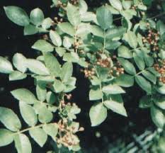 Image result for Zanthoxylum sp. A