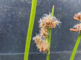 Image result for Schoenoplectus sp.no.3