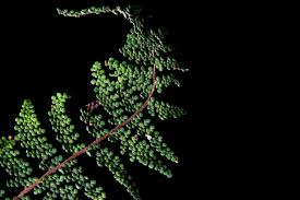 Image result for Cheilanthes angustifrondosa