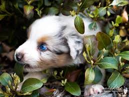 If you visit the united states australian shepherd association, they have a list of approved breeders in nearly every state. Davishire Australian Shepherds Australian Shepherds For Sale In Nc